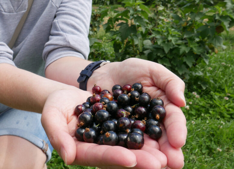 A handful of freshly picked blackcurrants