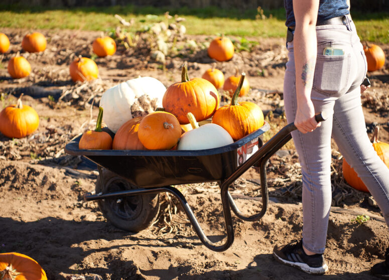 A lady pushing a wheelbarrow of pumpkins through a field